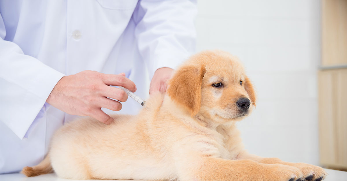 Simak! Manfaat Melakukan Vaksinasi Berdasarkan Jadwal Vaksinasi Anjing