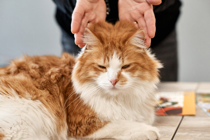 Penyebab dan Cara Mengatasi Ketombe Pada Kucing